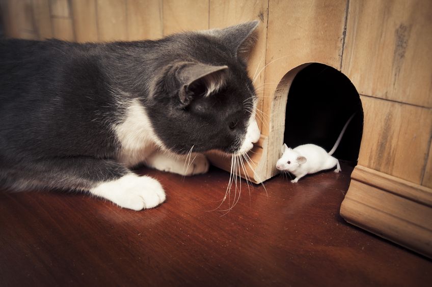 Cats can help your rodent pest problems