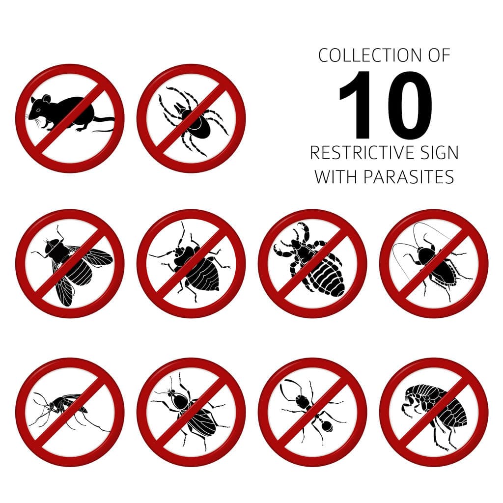10 common pests that can cause havoc to our day to day lives