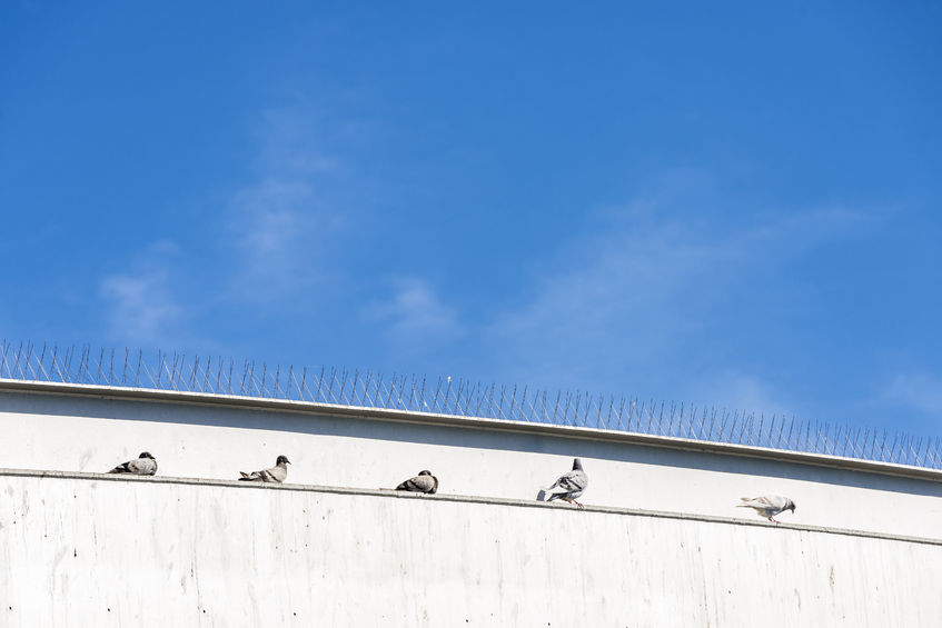 Pidgeon spikes are one of a number of pest proofing service we provide