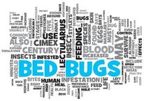 Bed Bugs Control, Newcastle