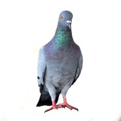 Pigeon Control, Newcastle