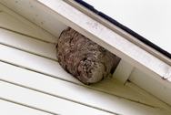 Wasp nest Newcastle upon Tyne
